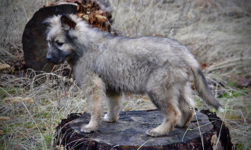 Barracuda - 4 months old - standing on log1