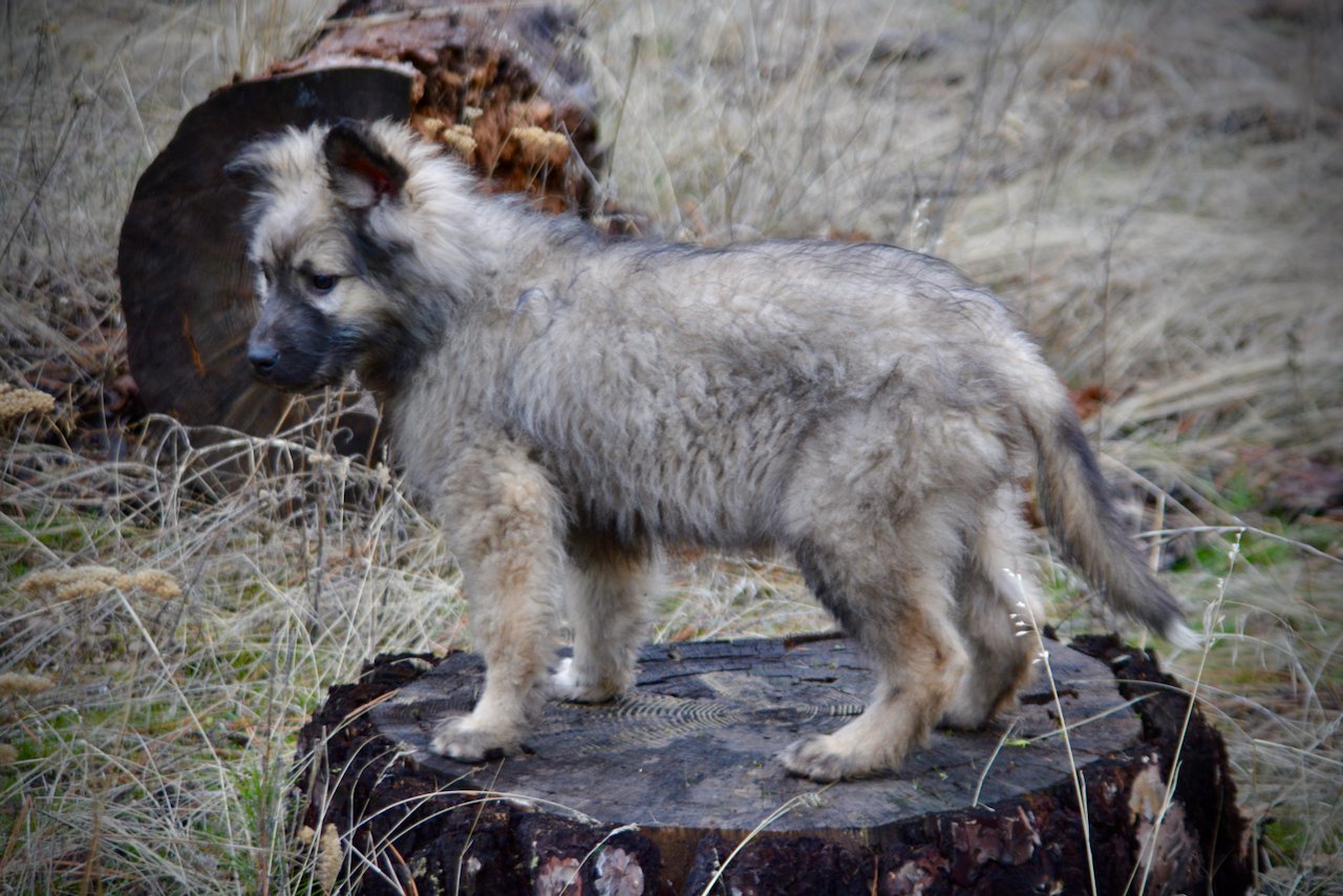 Barracuda - 4 months old - standing on log1