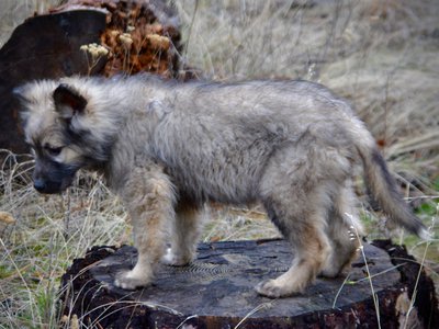 Barracuda - 4 months old - standing on log2