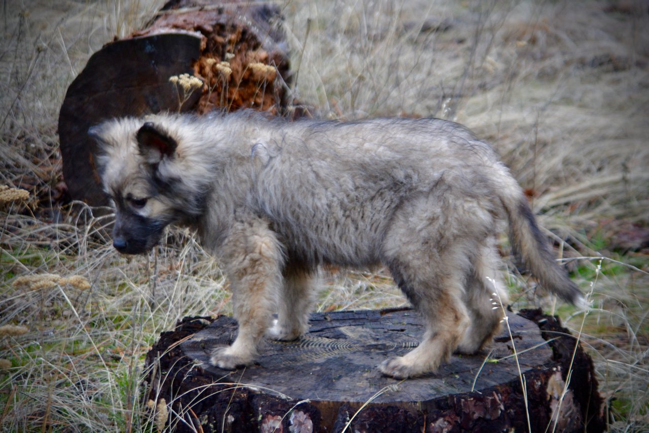 Barracuda - 4 months old - standing on log2