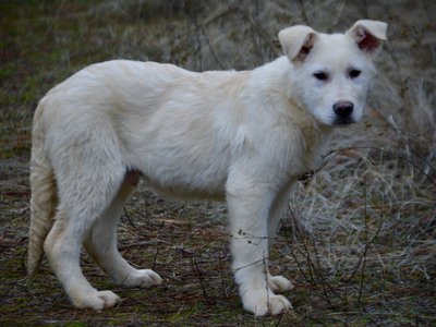 Everest - 4 months old - standing head