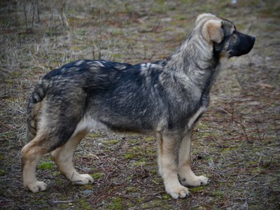 Dell - 4 months old - Standing head tall