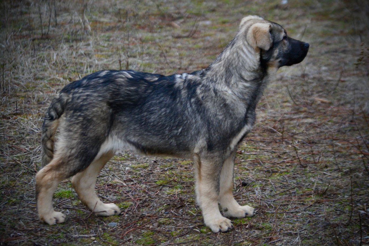 Dell - 4 months old - Standing head tall