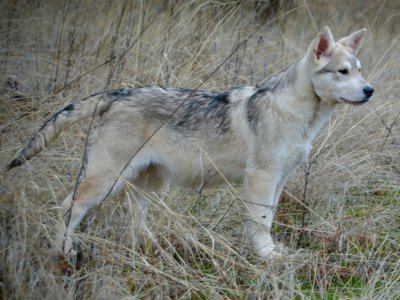 Corvette - 4 months old - standing pretty