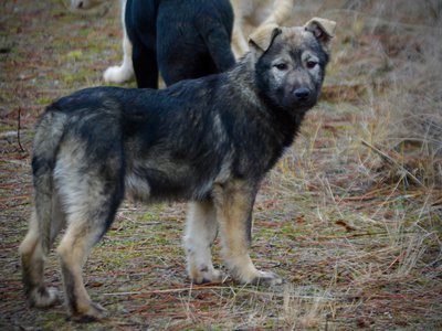 Denali - 4 months old - Standing pretty looking