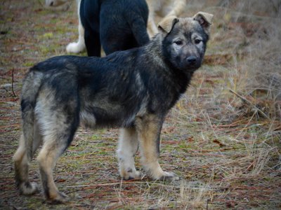 Denali - 4 months old - Standing pretty looking