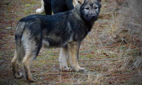 Denali - 4 months old - Standing pretty looking