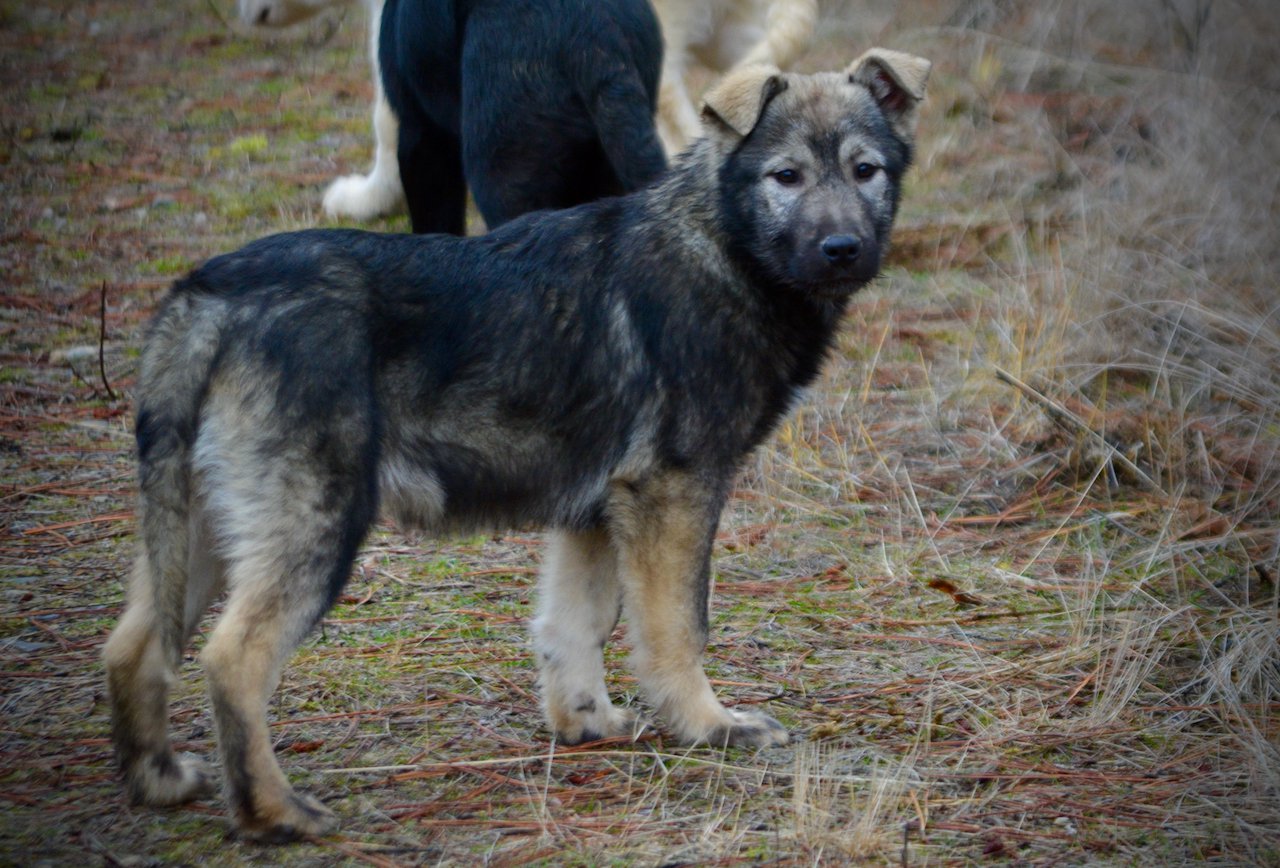 Denali - 4 months old - Standing pretty looking