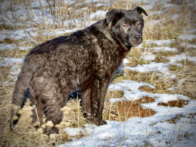 Lincoln puppy - 6 months old - standing looking back