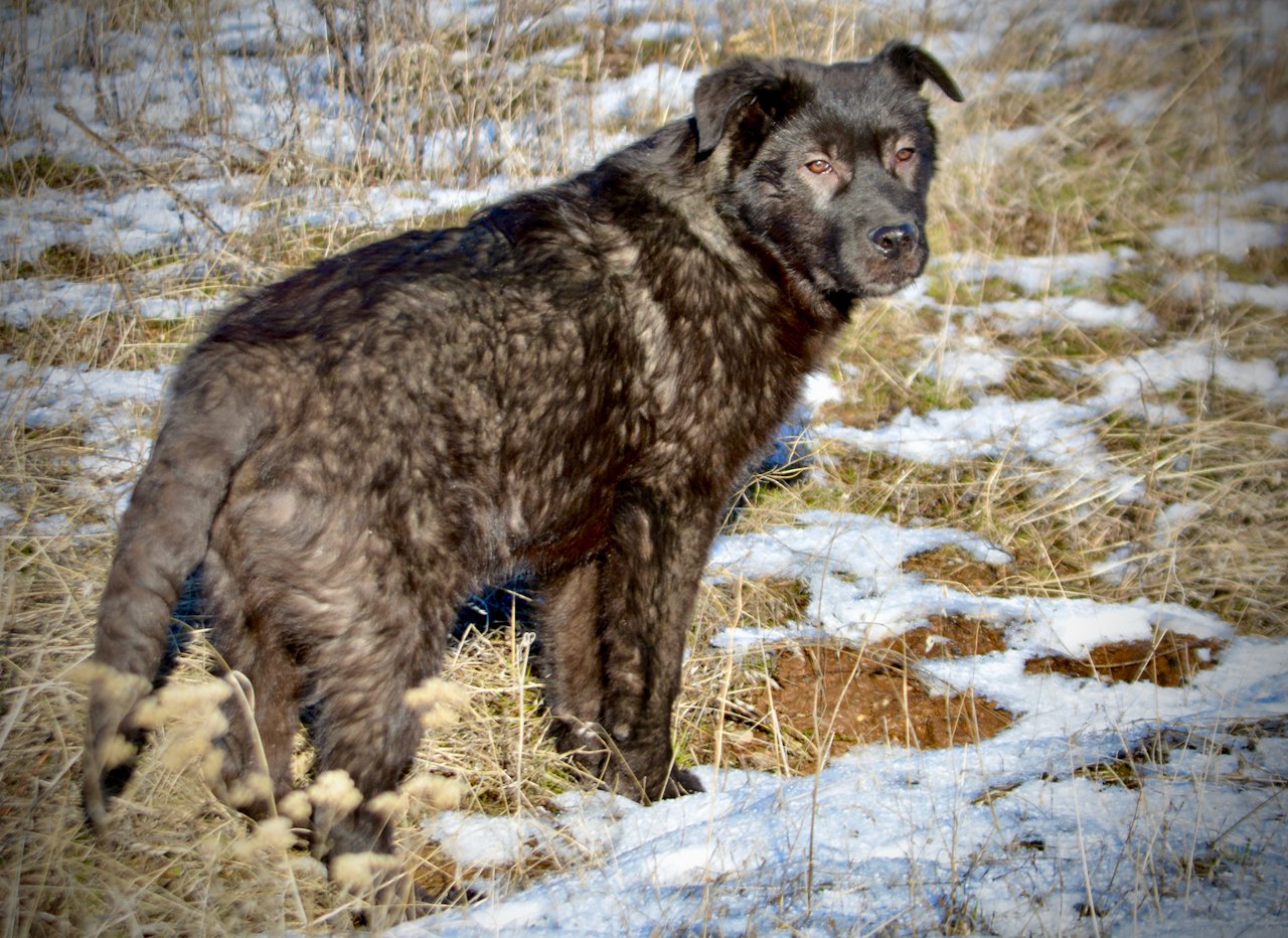 Lincoln puppy - 6 months old - standing looking back