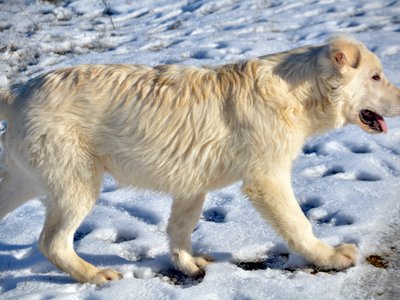 Everest - 6 months old - walking in snow - right