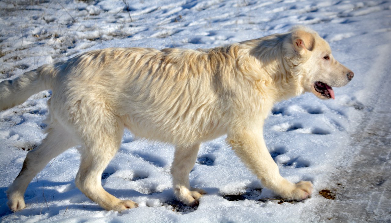 Everest - 6 months old - walking in snow - right