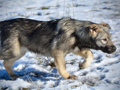 Denali - 6 months old - stalking in snow - right