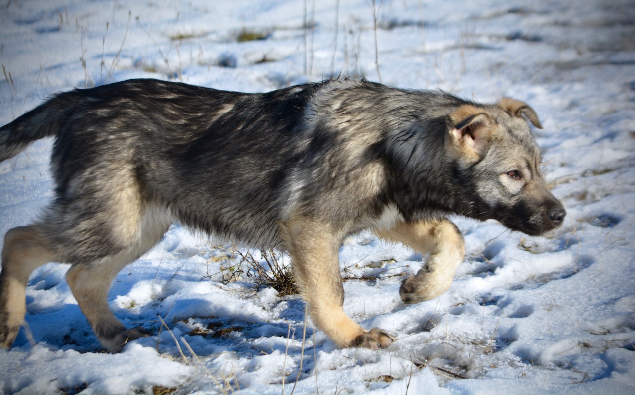 Denali - 6 months old - stalking in snow - right