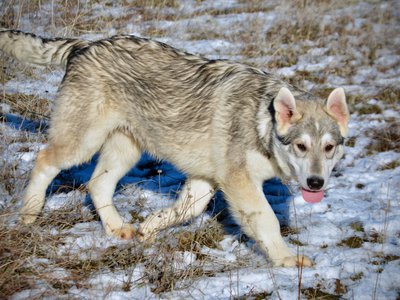 Mustang - trotting in snow - 6 months old