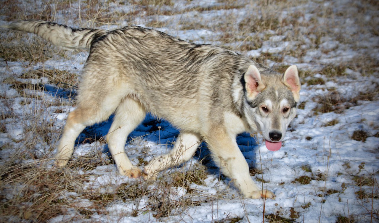 Mustang - trotting in snow - 6 months old