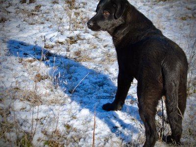 Licorice - 6 months old - standing butt view - looking back