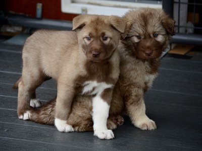 Short and long-coated American Alsatian puppies