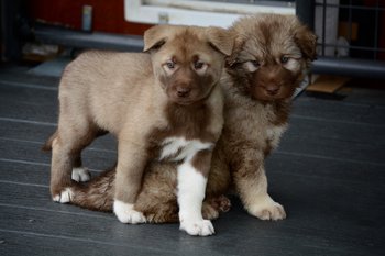 Short and long-coated American Alsatian puppies