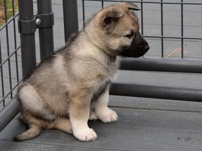 Beautiful American Alsatian puppy with a black mask