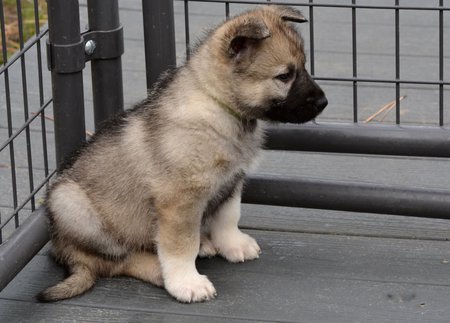 Beautiful American Alsatian puppy with a black mask