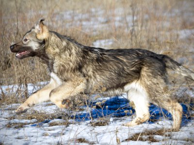 Denali - running in snow - 6 months old