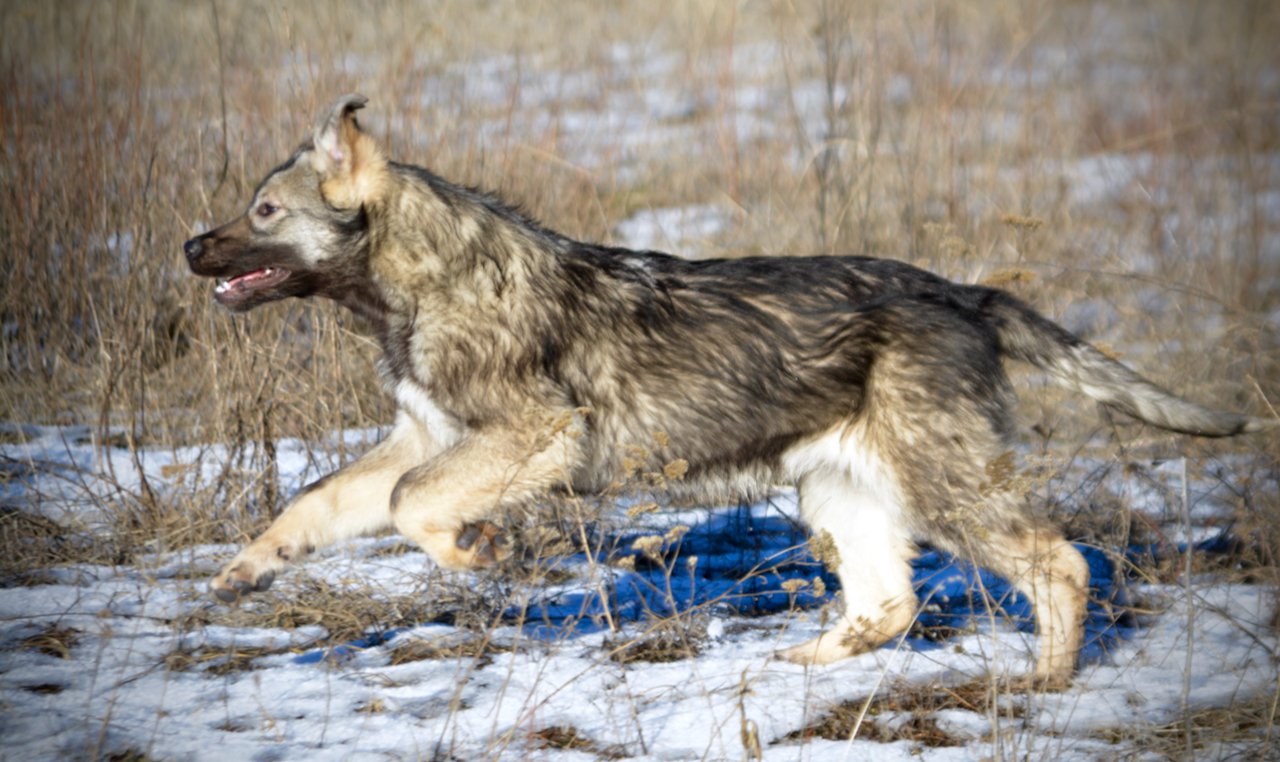 Denali - running in snow - 6 months old