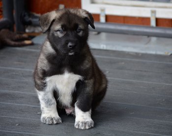 Black American Alsatian puppy at 7 weeks old