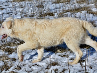 Everest - trotting in snow - 6 months old - left