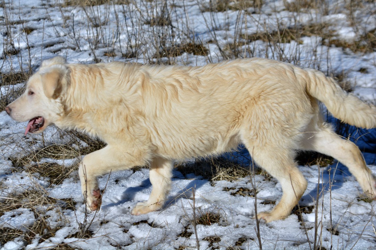 Everest - trotting in snow - 6 months old - left