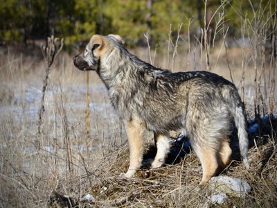 Denali - standing on mountain - looking away