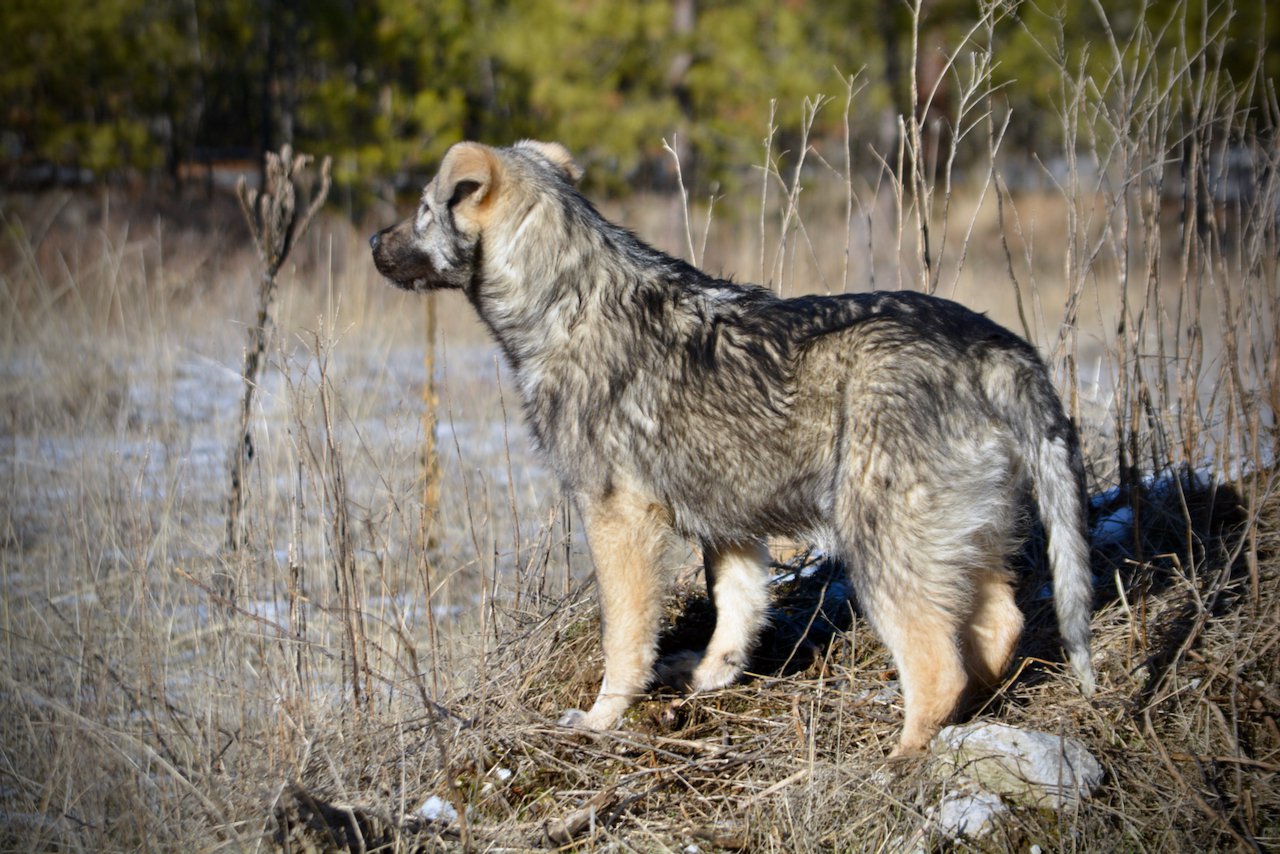 Denali - standing on mountain - looking away