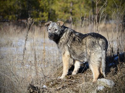 Denali - standing on mountain - looking back