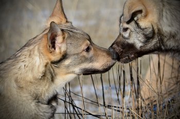 Patch and Denali kissing - 6 months old