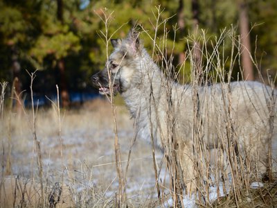 Barracuda - standing on mountain - 6 months old - looking sideways