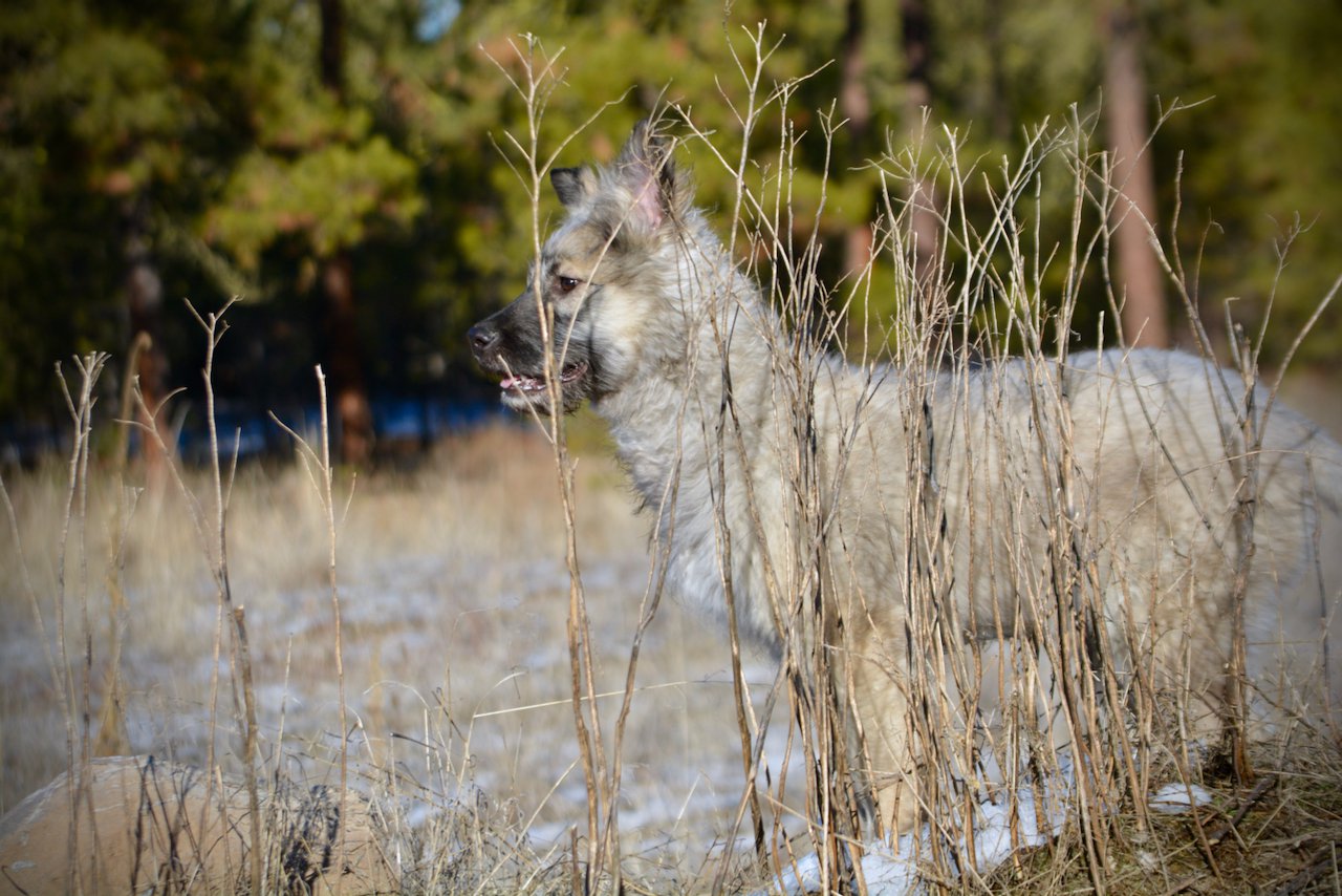 Barracuda - standing on mountain - 6 months old - looking sideways