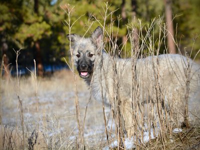 Barracuda - standing on mountain - 6 months old - looking