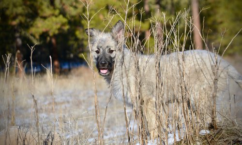 Barracuda - standing on mountain - 6 months old - looking