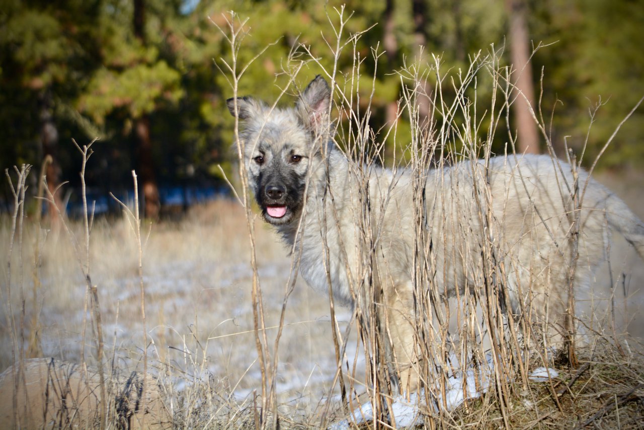 Barracuda - standing on mountain - 6 months old - looking