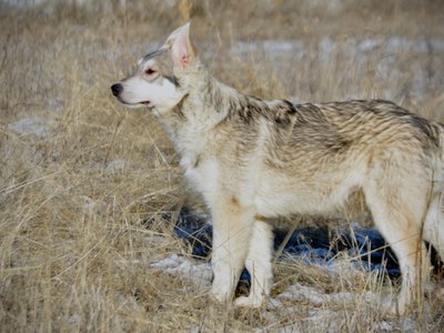 Mustang - standing pretty - 6 months old