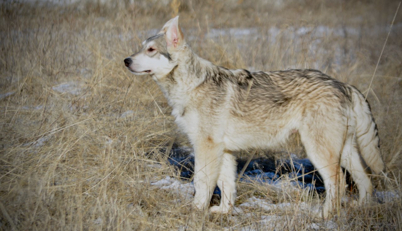 Mustang - standing pretty - 6 months old