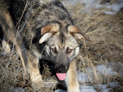 Apple Cider - head shot - 6 months old - walking forward