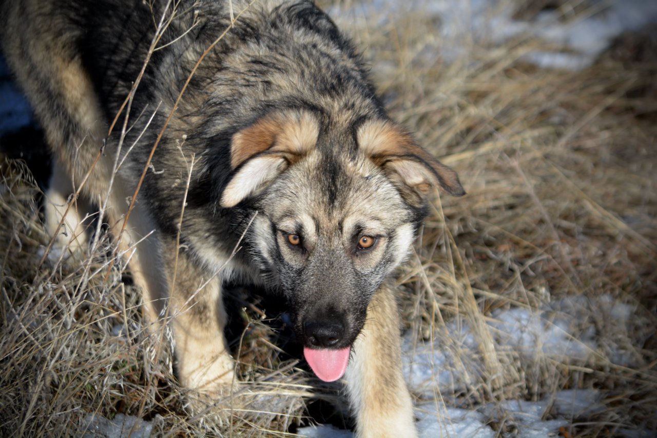 Apple Cider - head shot - 6 months old - walking forward