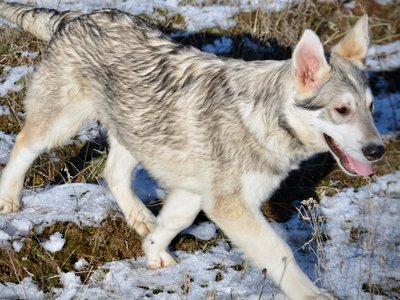 Mustang - trotting sideways - tongue out - 6 months old