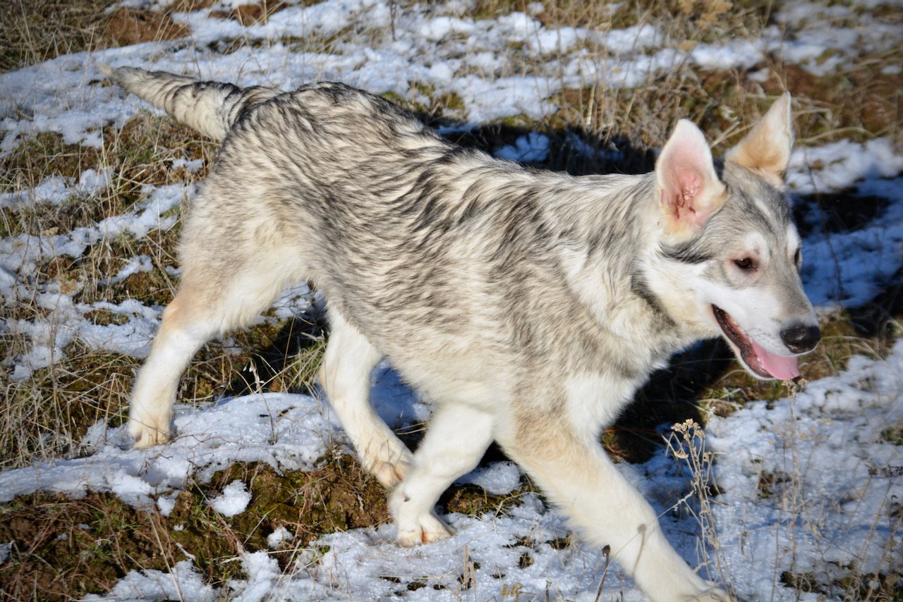 Mustang - trotting sideways - tongue out - 6 months old