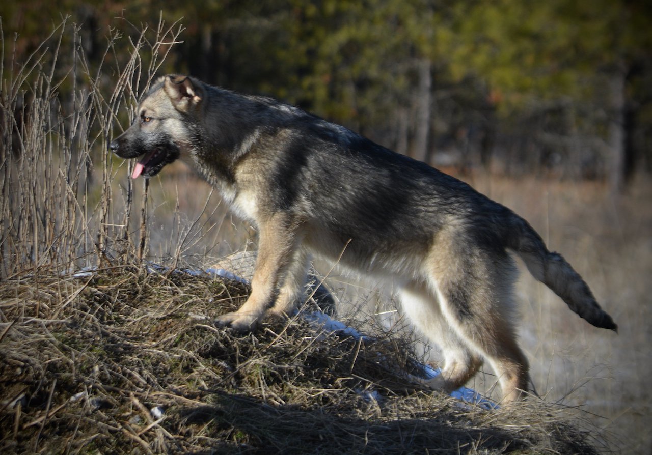 Apple Cider - walking up mountain - side view - 6 months old