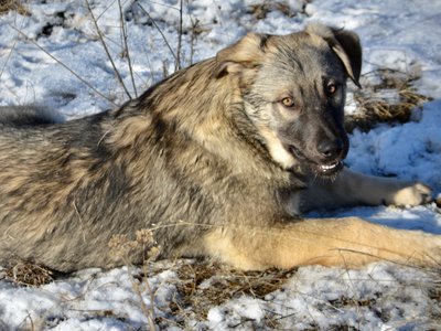 Dell - laying down in snow - 6 months old