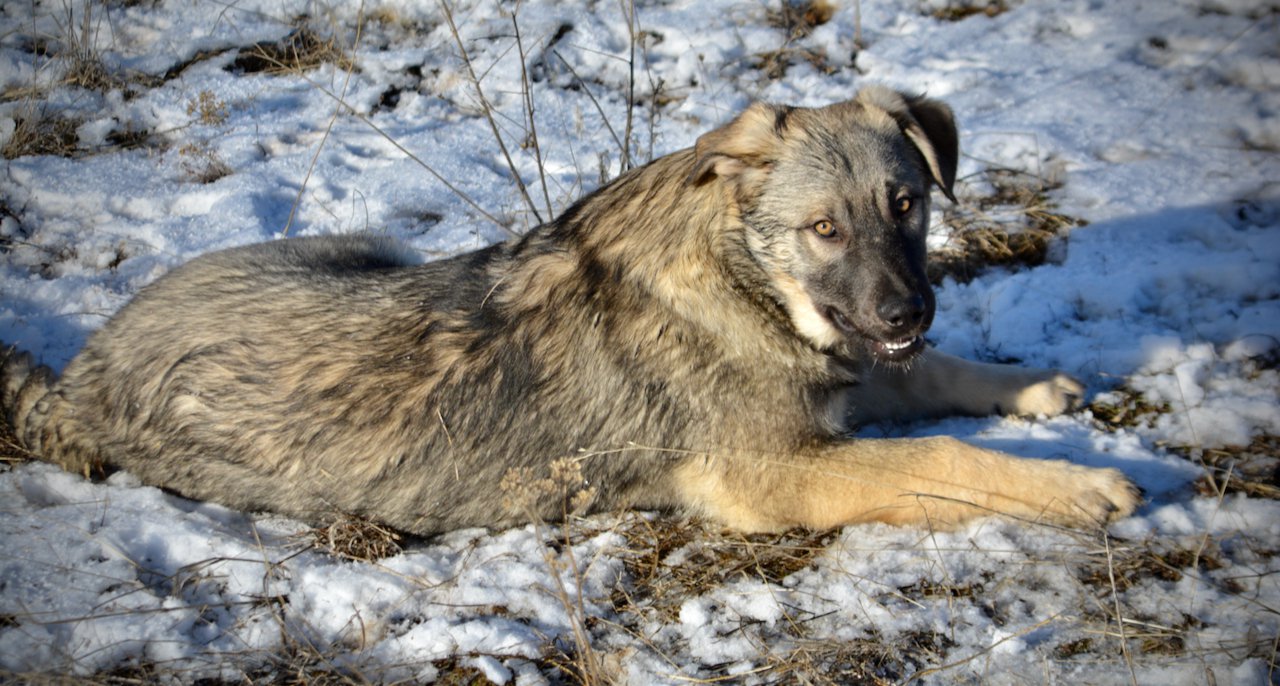 Dell - laying down in snow - 6 months old