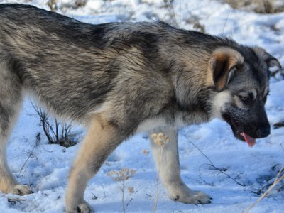 Apple Cider - walking sideways1 - right - 6 months old