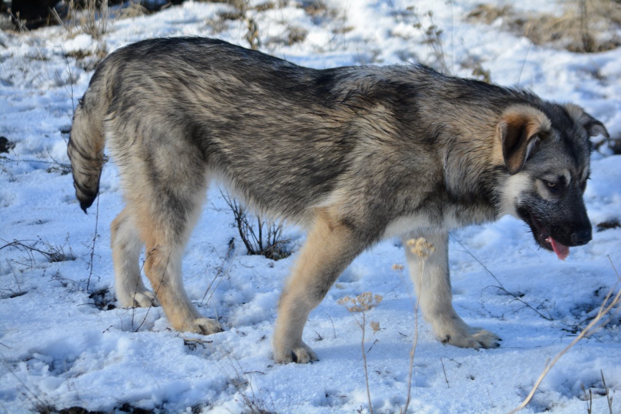 Apple Cider - walking sideways1 - right - 6 months old